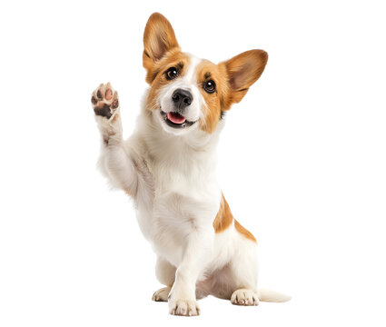Cute jack russell terrier puppy raise hands, jack russell terrier dog giving high five isolated on a transparent background - Powered by Adobe