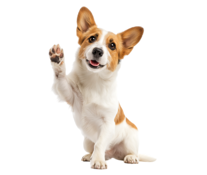 Cute jack russell terrier puppy raise hands, jack russell terrier dog giving high five isolated on a transparent background