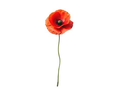 Poppy png poppy flower png red poppy png remembrance flower png blooming poppy png wildflower png transparent background image