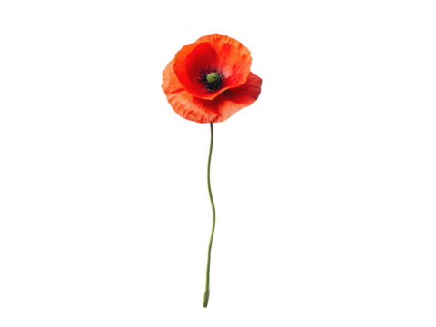 Poppy png poppy flower png red poppy png remembrance flower png blooming poppy png wildflower png transparent background image