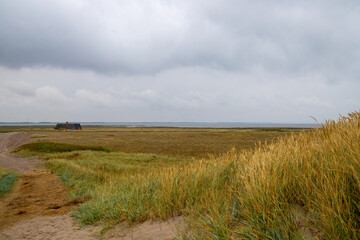 Rugged coastal landscape in Denmark with grasses and dunes