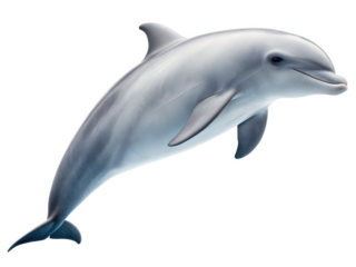 Porpoise animal png marine mammal png dolphin family png small cetacean png aquatic animal png ocean swimmer png transparent background image