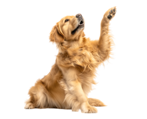 Super cute Golden Retriever dog raise hands, Golden Retriever dog giving high five isolated on a transparent background