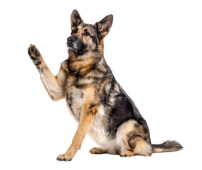 German shepherd dog isolated giving high five isolated on a transparent background