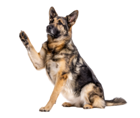 German shepherd dog isolated giving high five isolated on a transparent background