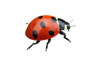 Isolated Ladybug Red Beetle with Black Spots Crawling