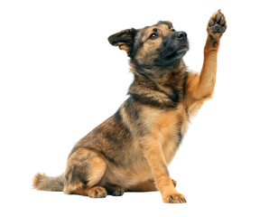 Fototapeta premium German Shepherd puppy raise hands, German Shepherd dog giving high five isolated on a transparent background