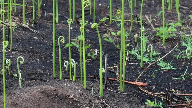Bracken, Pteridium aquilinum, growing up through burnt ground after a grass fire. Summer. UK