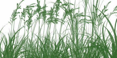 Lush green bamboo stalks and leaves backlit by bright sunlight. Fresh green grass blades against white background. Green grass meadow border vector pattern. Spring summer plant field lawn. 