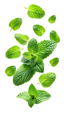 flying fresh mint leaves isolated on transparent white background png, clipping path