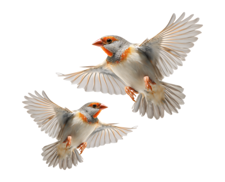 two sparrows flying flapping their wings in the air isolated on a transparent background