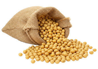 Isolated Soybeans Burlap Sack Spilling Golden Harvest