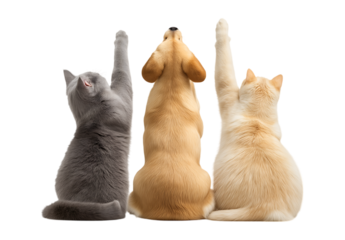 A cute and adorable photo of a dog and cat from behind playing together and raising their hands isolated on a transparent background