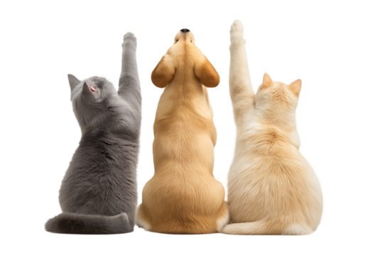 A cute and adorable photo of a dog and cat from behind playing together and raising their hands isolated on a transparent background