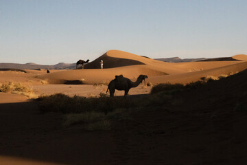 camels in the desert dunes