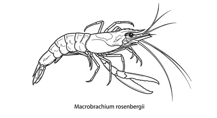 Detailed Line Drawing of Macrobrachium rosenbergii Shrimp