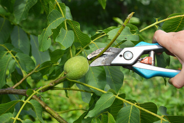 Gardener pruning and shaping walnut tree for maximum growth. Pruning walnut trees in the summer,...
