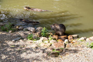 Small nutria at a lake on the shore