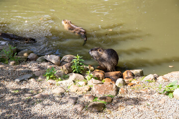 Small nutria at a lake on the shore