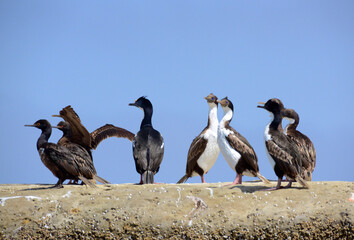 Cormorants in Puerto Piramides (Patagonia) wait on rocks overlooking the sea