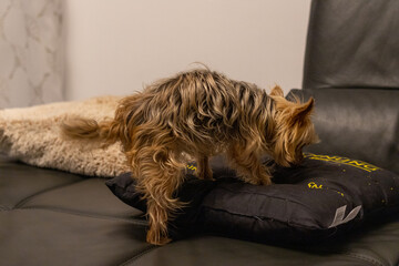 small dog yorkshire terrier lies down on a pillow