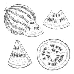 Watermelon vintage vector food sketch drawing