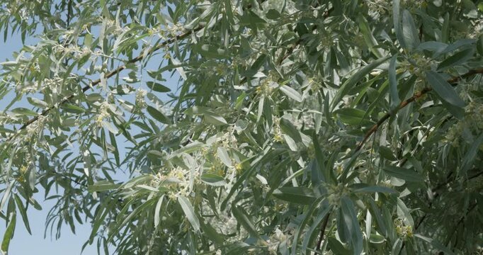 Blooming silverberry tree branches under blue sky
