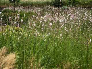 Wildflower meadow with delicate white blooms swaying in the breeze. Represents nature, freedom, and serenity. Great for designs needing natural, peaceful imagery.