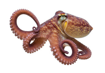 Isolated Brown Octopus with Curled Tentacles in Dynamic Pose