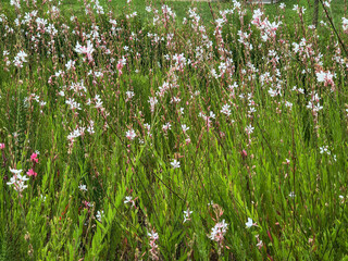 Fototapeta premium Delicate white flowers dance amid vibrant green foliage, evoking feelings of tranquility and natural beauty. Use for backgrounds, gardens, or floral themes.