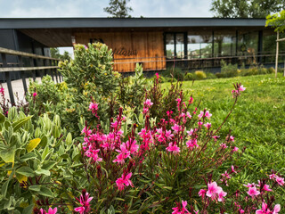 Vibrant pink flowers bloom in a lush garden setting, creating a tranquil oasis. Natural beauty meets modern architecture. Ideal for promoting serenity, growth, or ecofriendly design.