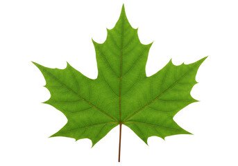 Isolated Detailed Green Maple Leaf on White