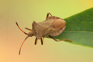 insect phasmid on a leaf with