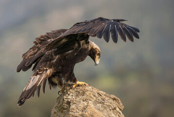 Majestic Eagle Spreading Wings