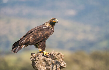 Majestic Golden Eagle Perched on Rock