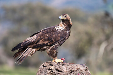 Majestic Eagle Perched on Rock