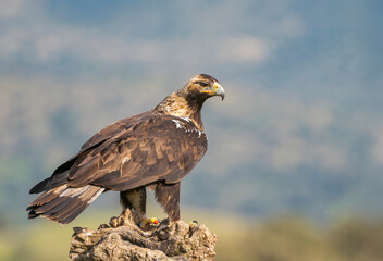 Majestic Eagle Perched on a Tree Stump