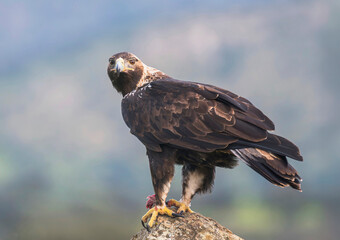 Majestic Golden Eagle Perched on Rock