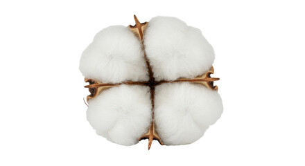 Isolated Cotton Flower