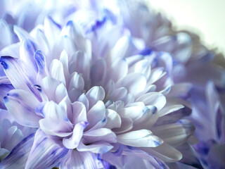 light lilac chrysanthemum flowers in a bouquet