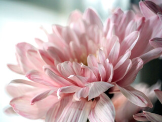 light pink chrysanthemum flowers in a bouquet