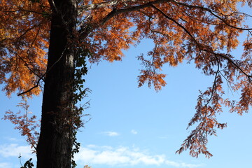 紅葉したメタセコイアと青空
