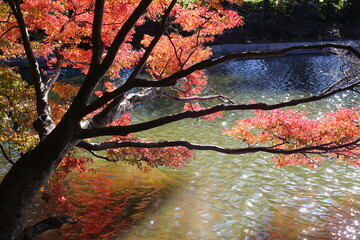 池の上の紅葉　