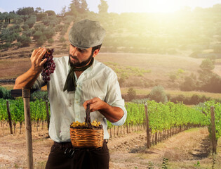 Farmer harvesting grapes in vineyard with hoe and basket