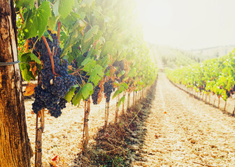 Ripe grapes hanging from vines in Tuscany vineyard at sunset