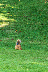 Small dog sitting alone on green grass hill..