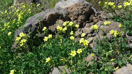Kakteen auf Teneriffa