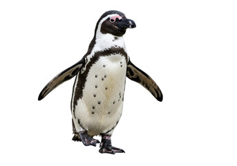 Isolated African Penguin Walking with Wings Extended