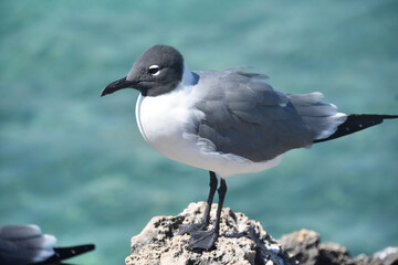 Gull Standing Poised on a Lava Rock