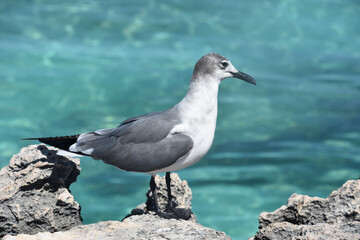 Lauhging Gull Standing on Lava Rock Over the Ocean